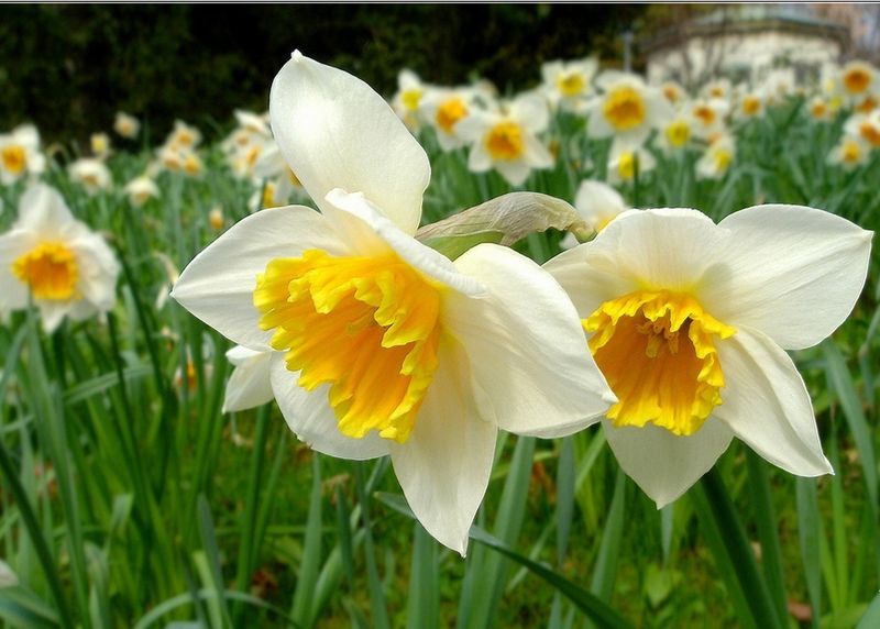 Jonquilles-blanches